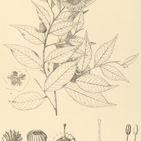 112. ASTERANTHUS Brasiliensis.