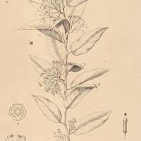 1. APTANDRA I. tubicina, II. Spruceana, III. liriosmoides.