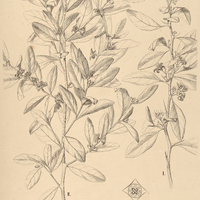 2. XIMENIA I. Americana, II. coriacea.