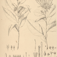3. I. PTYCHOPETALUM olacoides, II. CHAUNOCHITON loranthoides.