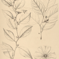 4. HEISTERIA I. Kappleri, II. Guyanensis, III. flexuosa.