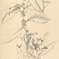 5. I. HEISTERIA densifrons, II. cyanocarpa fruct. monstr., III. Brasiliensis var. Blanchetiana.