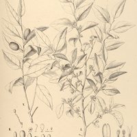 6. LIRIOSMA I. Pohliana, II. Gardneriana, III. adhaerens, IV. pallida, V. acuta.