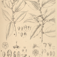 7. I. CATHEDRA Gardneriana, II. C. rubricaulis, III. TETRASTYLIDIUM Brasiliense, IV. SCHOEPFIA…