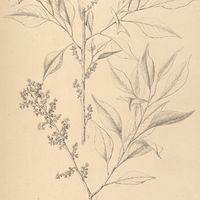 8. AGONANDRA Brasiliensis.