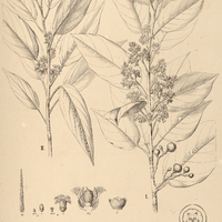 9. EMMOTUM I. nitens, II. nitens var. angustifolium.