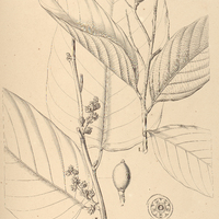 10. PORAQUEIBA I. Guianensis, II. sericea.