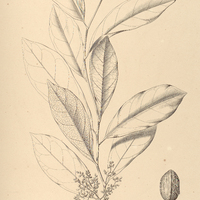 11. MAPPIA nitida.