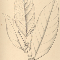 12. KUMMERIA Brasiliensis.