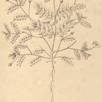 13. EHRENBERGIA tribuloides.
