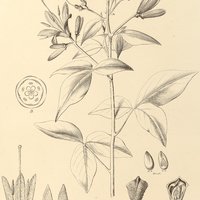 14. SPIRANTHERA odoratissima var. grandiflora.