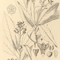 15. ALMEIDEA I. longifolia, II. coerulea.