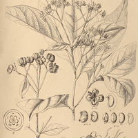 16. RAUIA resinosa.