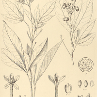 17. GALIPEA jasminiflora.