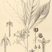 18. GALIPEA I. grandifolia, II. laxiflora.