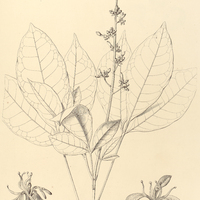 19. GALIPEA bracteata.