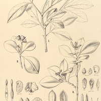 21. I. RAPUTIA trifoliata, II. DECAGONOCARPUS oppositifolius.