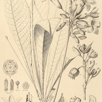 22. ERYTHROCHITON brasiliensis.