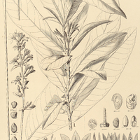 23. CUSPARIA I. grandiflora, II. macrophylla.