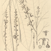 24. CUSPARIA I. toxicaria, II. paniculata.