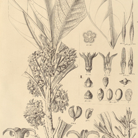 25. CUSPARIA I. odoratissima, II. elegans.