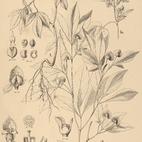 27. MONNIERIA I. trifolia, II. Bahiensis.