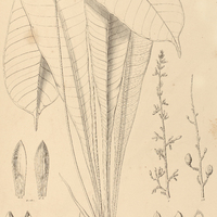 28. LEPTOTHYRSA Sprucei.
