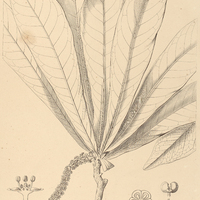 29. PILOCARPUS giganteus.