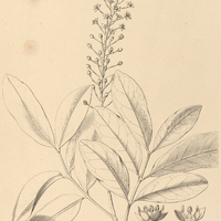 30. PILOCARPUS Selloanus.