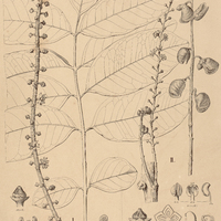 31. PILOCARPUS I. grandiflorus, II. macrocarpus.
