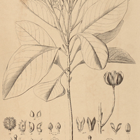 32. ESENBECKIA I. leiocarpa, II. intermedia.