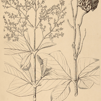 33. METRODOREA pubescens.