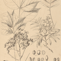 34. ZANTHOXYLON I. subserratum, II. stipitatum.