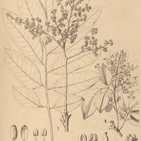 35. ZANTHOXYLON I. Riedelianum, II. arenarium.