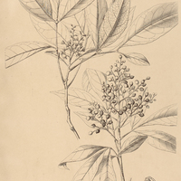 36. ZANTHOXYLON Pohlianum.