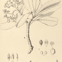 38. HORTIA I. brasiliensis, II. arborea.