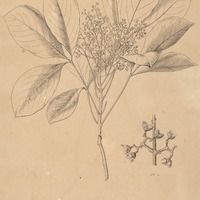 39. HELIETTA multiflora.