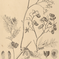 40. DICTYOLOMA incanescens.