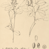 41. SIMABA nigrescens.