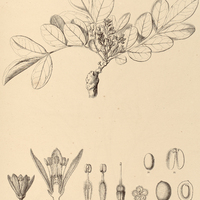 42. SIMABA suffruticosa.
