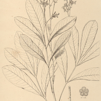 43. SIMABA glabra.