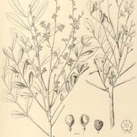 45. SIMARUBA versicolor.