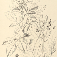 48. PICRAMNIA nitida.