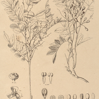 49. PICRAMNIA parvifolia.