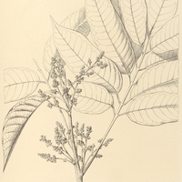 50. ICICOPSIS Brasiliensis.