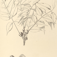51. ICICOPSIS reticulata.