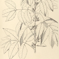 52. PROTIUM ovatum.