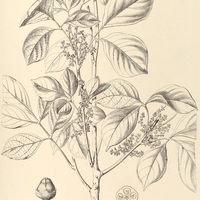 53. PROTIUM Icicariba.