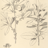 54. PROTIUM Brasiliense.