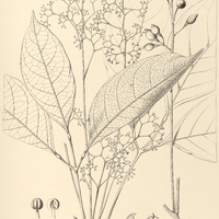 55. PROTIUM divaricatum.